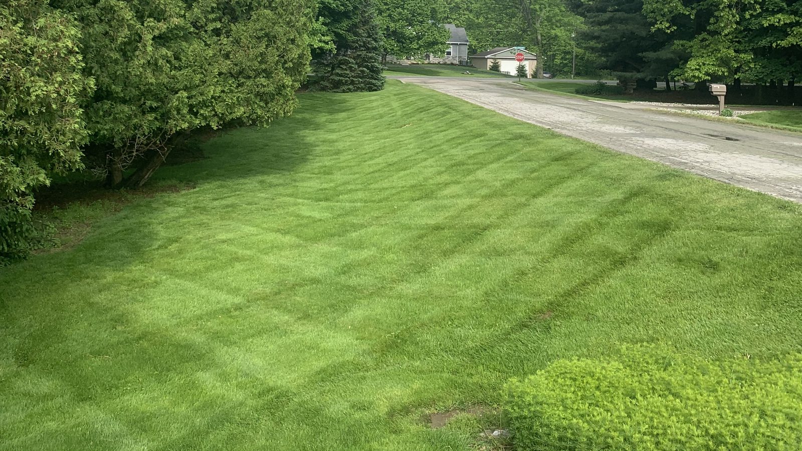 A freshly mowed lawn with fine mowing stripes beside a neighborhood road lined with mature trees